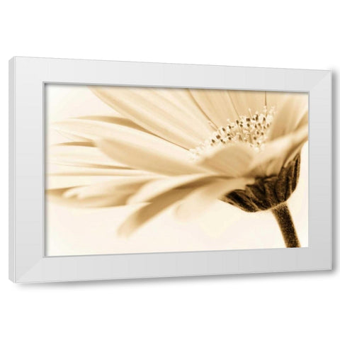 Daisy White Modern Wood Framed Art Print by PhotoINC Studio