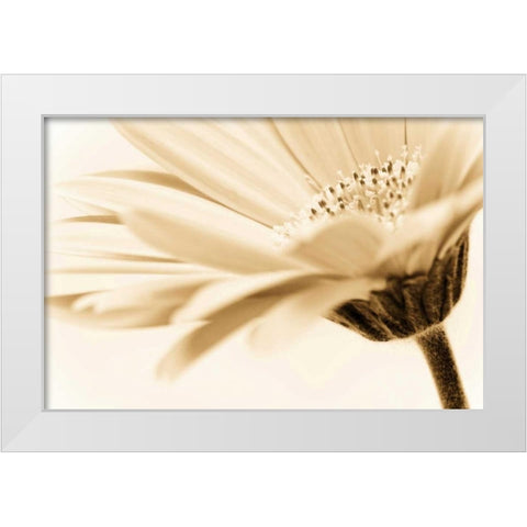Daisy White Modern Wood Framed Art Print by PhotoINC Studio
