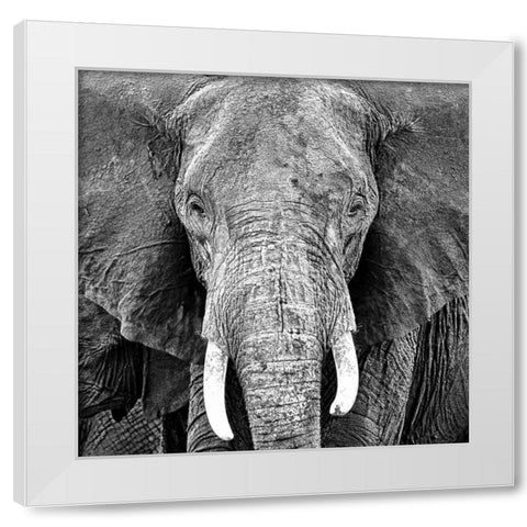 Elephant White Modern Wood Framed Art Print by PhotoINC Studio