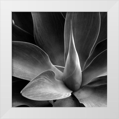 Flower White Modern Wood Framed Art Print by PhotoINC Studio