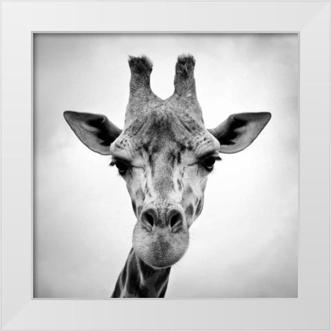 Giraffe White Modern Wood Framed Art Print by PhotoINC Studio
