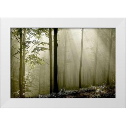 Green Woods 2 White Modern Wood Framed Art Print by PhotoINC Studio