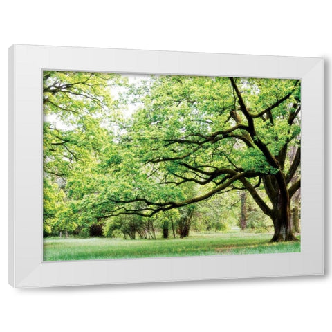 Green Woods 4 White Modern Wood Framed Art Print by PhotoINC Studio