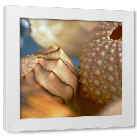 Shells 1 White Modern Wood Framed Art Print by PhotoINC Studio