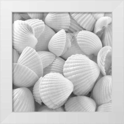 Shells 3 White Modern Wood Framed Art Print by PhotoINC Studio