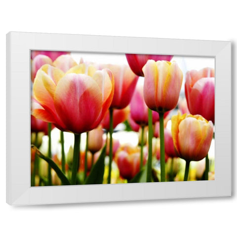 Tulip White Modern Wood Framed Art Print by PhotoINC Studio