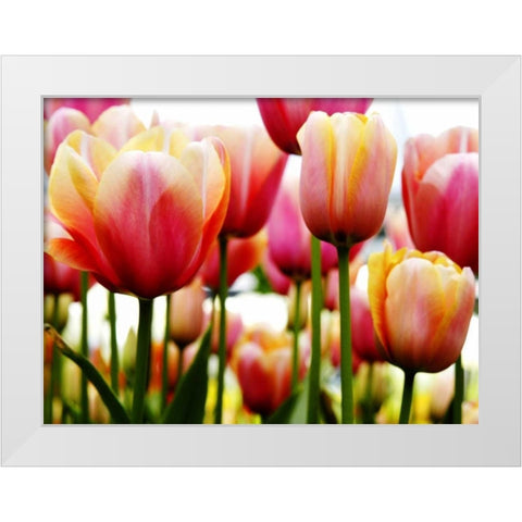 Tulip White Modern Wood Framed Art Print by PhotoINC Studio