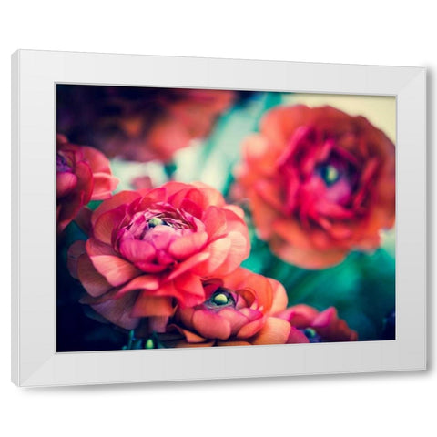 Ranunculi White Modern Wood Framed Art Print by Quintero, Sonja