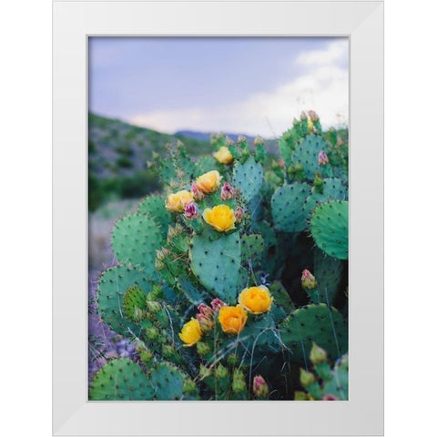 Spring Cacti No. 2 White Modern Wood Framed Art Print by Quintero, Sonja