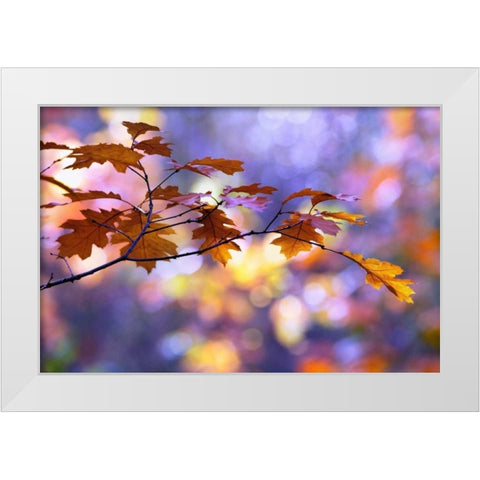 United Colors of Autumn White Modern Wood Framed Art Print by Raimond, Roeselien