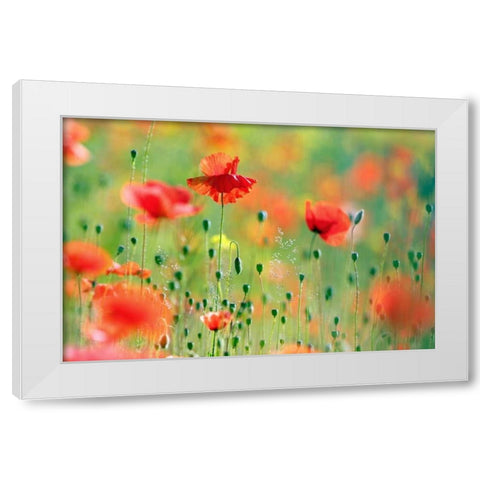 United Colors of Summer White Modern Wood Framed Art Print by Raimond, Roeselien