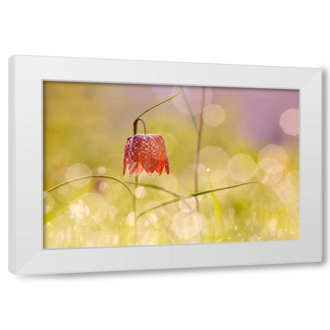 Fairy World I White Modern Wood Framed Art Print by Raimond, Roeselien