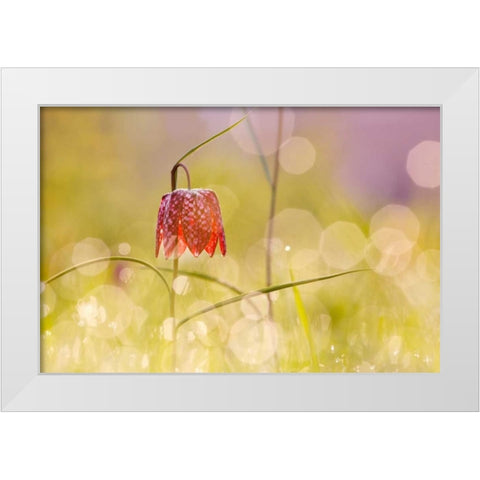 Fairy World I White Modern Wood Framed Art Print by Raimond, Roeselien