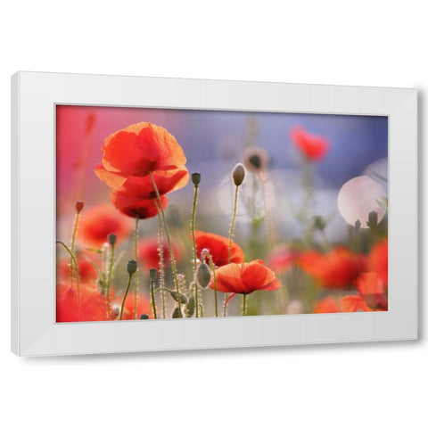 Poppy Delight White Modern Wood Framed Art Print by Raimond, Roeselien