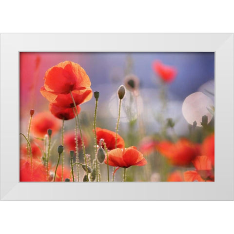 Poppy Delight White Modern Wood Framed Art Print by Raimond, Roeselien