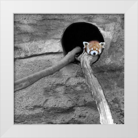 Red Panda Sleeping White Modern Wood Framed Art Print by Ryan, Brooke T.