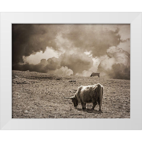 Scottish Highland Cattle No. 1 White Modern Wood Framed Art Print by Ryan, Brooke T.