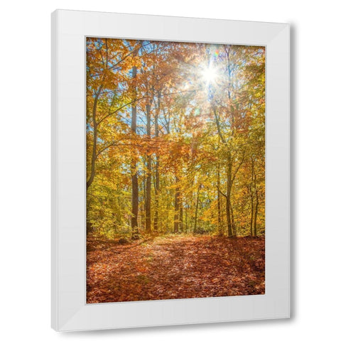 Autumn Forest White Modern Wood Framed Art Print by Ryan, Brooke T.