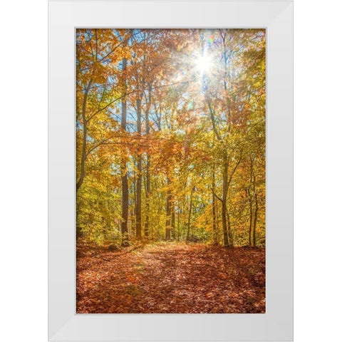 Autumn Forest White Modern Wood Framed Art Print by Ryan, Brooke T.