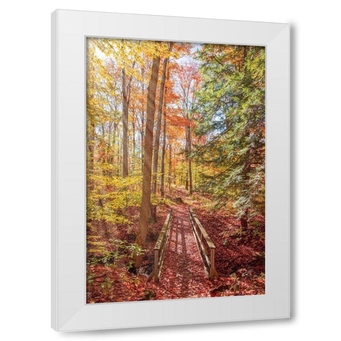 Forest Bridge White Modern Wood Framed Art Print by Ryan, Brooke T.