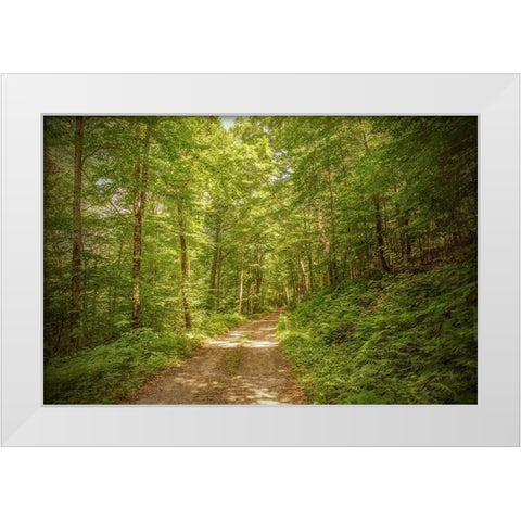 Forest Road White Modern Wood Framed Art Print by Ryan, Brooke T.