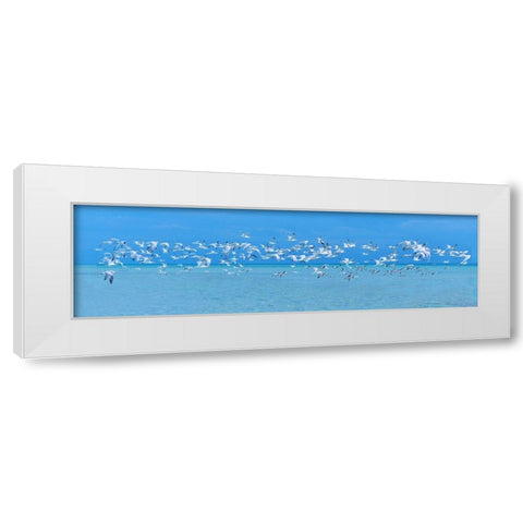 Sugarlife Seabirds White Modern Wood Framed Art Print by Reed, Jack