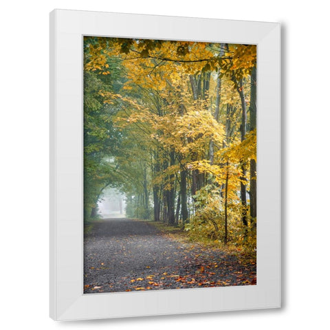 Tunnel Through Misty Forest White Modern Wood Framed Art Print by Ryan, Brooke T.