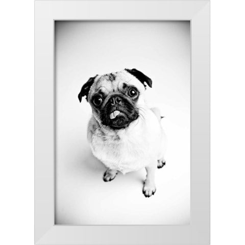 Piggie 7 White Modern Wood Framed Art Print by Sabo, Susan