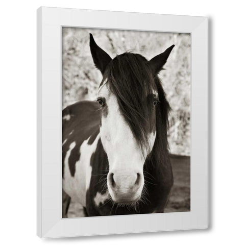 Pale Eyed Stallion White Modern Wood Framed Art Print by Scott, Traer