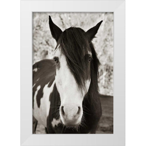 Pale Eyed Stallion White Modern Wood Framed Art Print by Scott, Traer