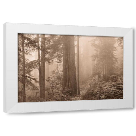 Enchanted Forest II White Modern Wood Framed Art Print by Svibilsky, Igor