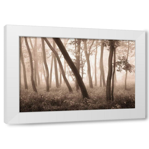Reticent Woods White Modern Wood Framed Art Print by Svibilsky, Igor