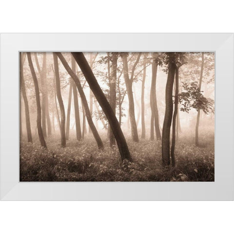 Reticent Woods White Modern Wood Framed Art Print by Svibilsky, Igor