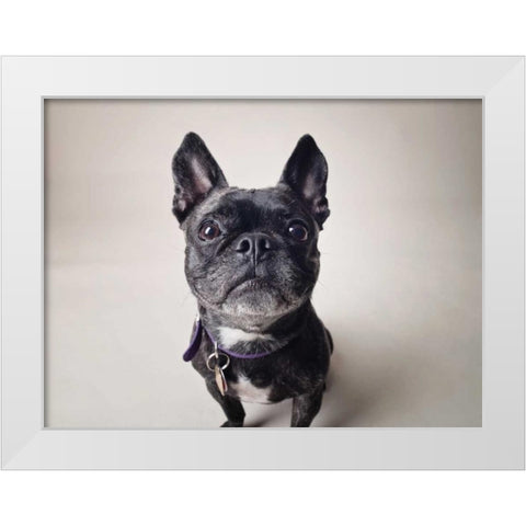 Bailey White Modern Wood Framed Art Print by Sabo, Susan