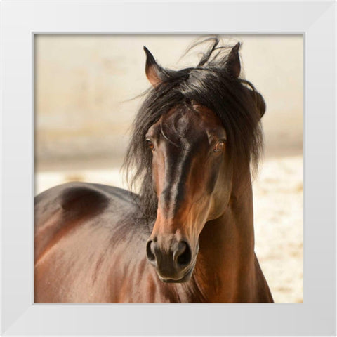 Casanova White Modern Wood Framed Art Print by Stromberg, Tony