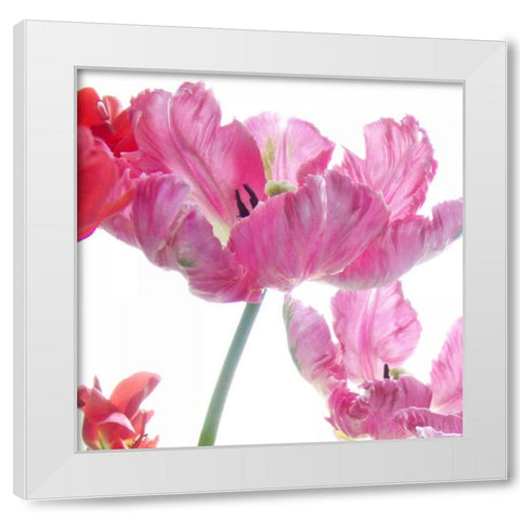 Parrot Tulips White Modern Wood Framed Art Print by Stalus, Judy