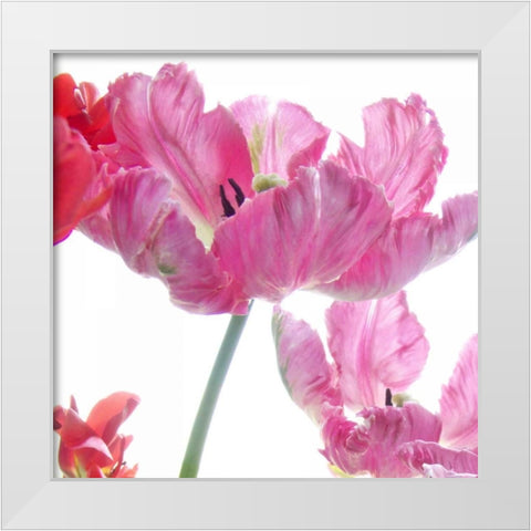 Parrot Tulips White Modern Wood Framed Art Print by Stalus, Judy