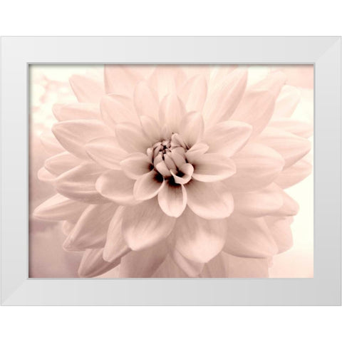Pink Dahlia 2 White Modern Wood Framed Art Print by Stalus, Judy