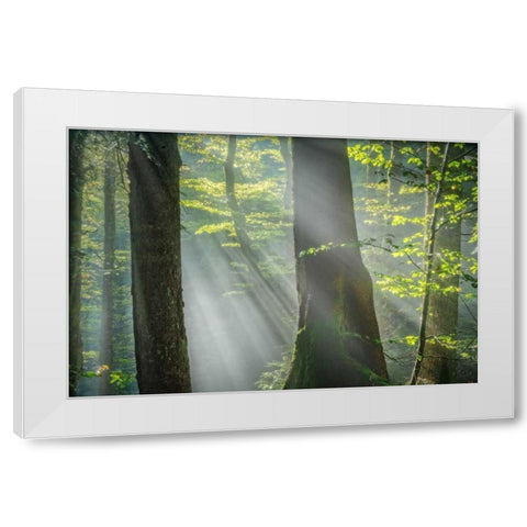 Shower of Light White Modern Wood Framed Art Print by Schneidersmann, Anne
