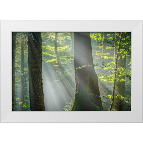 Shower of Light White Modern Wood Framed Art Print by Schneidersmann, Anne