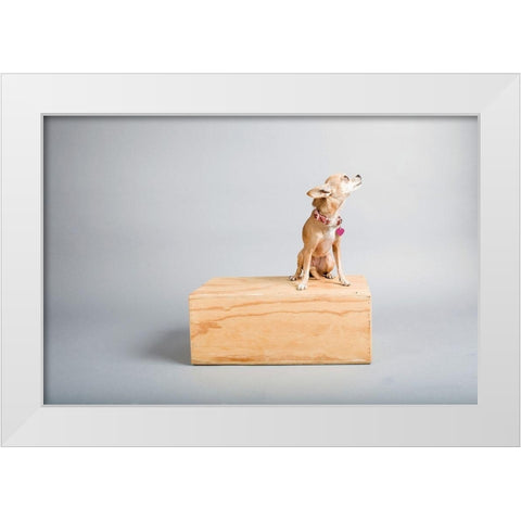 Small Dog, Big World White Modern Wood Framed Art Print by Sabo, Susan