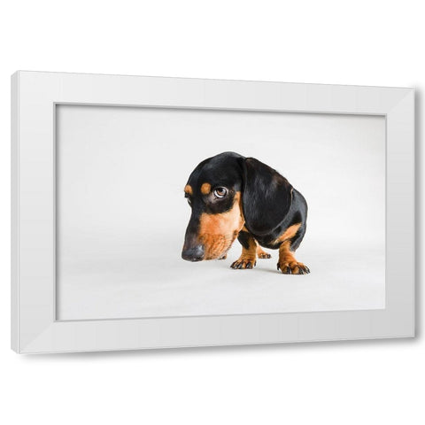 Who, Me? White Modern Wood Framed Art Print by Sabo, Susan