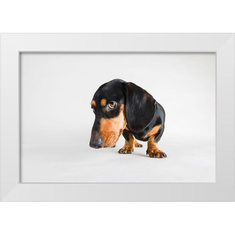 Who, Me? White Modern Wood Framed Art Print by Sabo, Susan