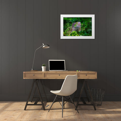 Green Iguana White Modern Wood Framed Art Print by Spears, Don