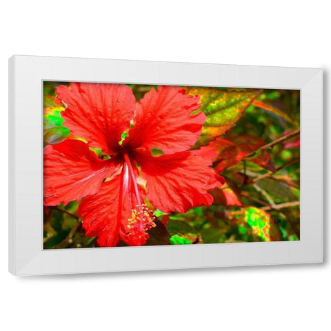 Red Hibiscus White Modern Wood Framed Art Print by Spears, Don