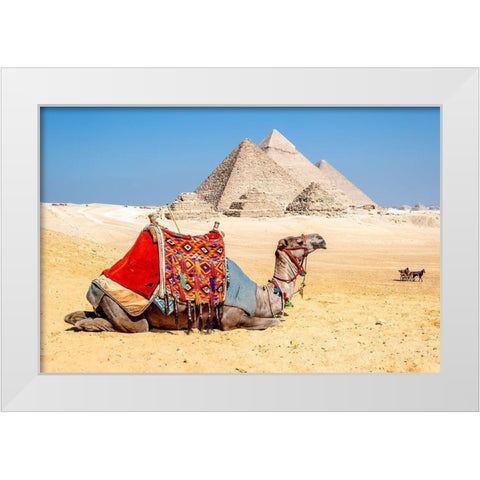 Camel Resting by the Pyramids, Giza, Egypt White Modern Wood Framed Art Print by Silver, Richard