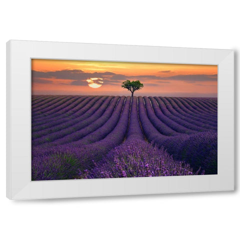 For the Love of Lavender White Modern Wood Framed Art Print by Sie, Lee