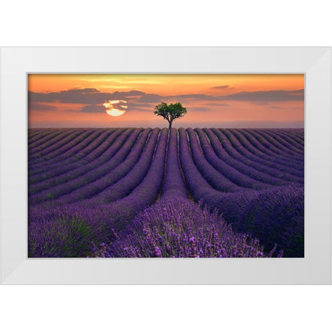 For the Love of Lavender White Modern Wood Framed Art Print by Sie, Lee