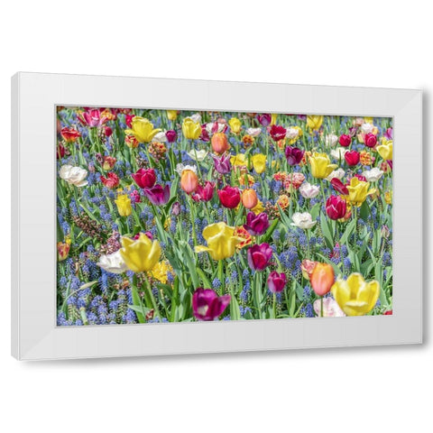 Kuekenhof Tulips I White Modern Wood Framed Art Print by Silver, Richard