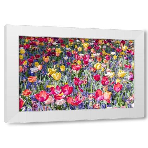 Kuekenhof Tulips II White Modern Wood Framed Art Print by Silver, Richard